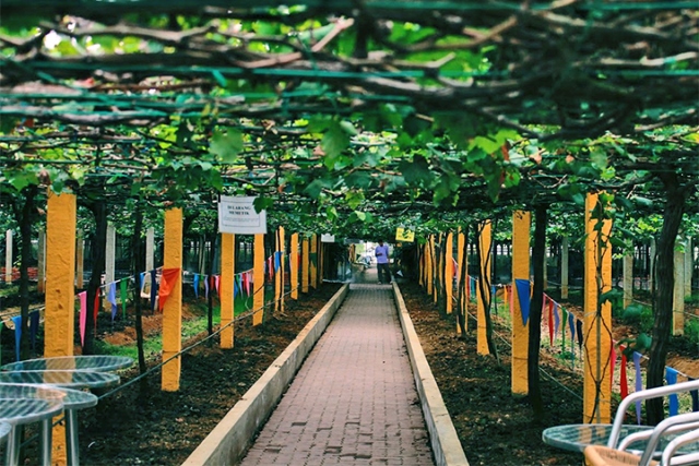 ladang anggur 01